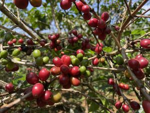 アラビカ種 - コーヒー歴史年表